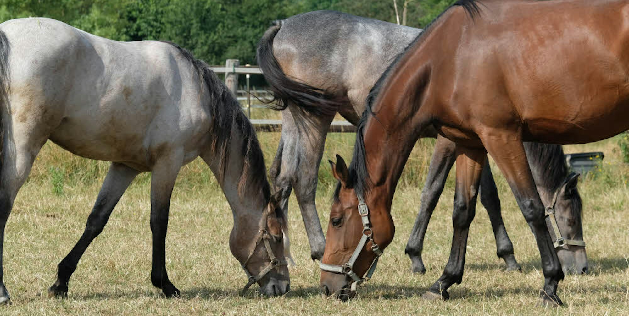 Diese Pferde auf einer Weide in größerer Entfernung zur Autobahn 553 können gefahrlos grasen.