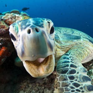 Die Grüne Meeresschildkröte wird hier auch Suppenschildkröte genannt, weil sie lange Zeit zur Herstellung von Schildkrötensuppe diente.