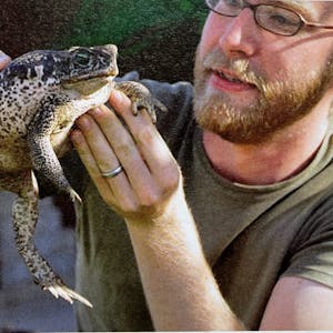 Aga-Kröten sollte man nicht anfassen, da sie extrem giftig sind. Falls man sie berührt, sollte man sich danach tüchtig die Hände waschen. Das Foto zeigt den Autor mit einer Kröte in Paraguay.