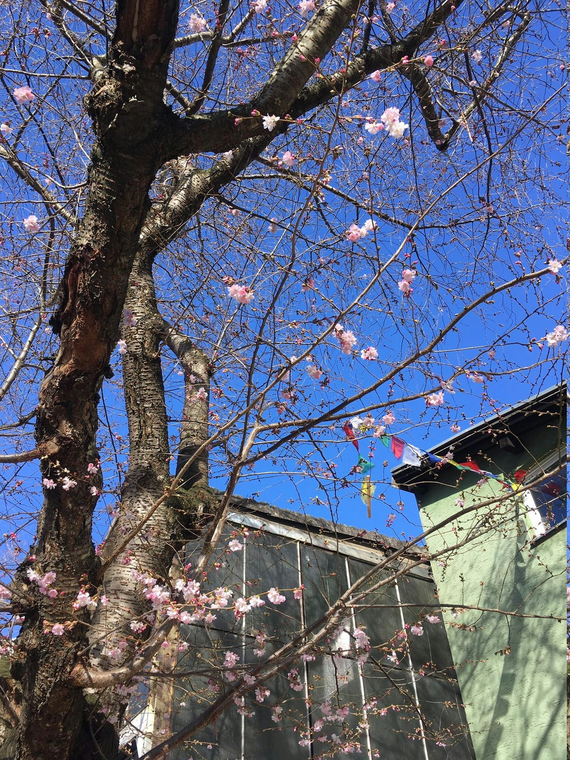 Kirschblüten2