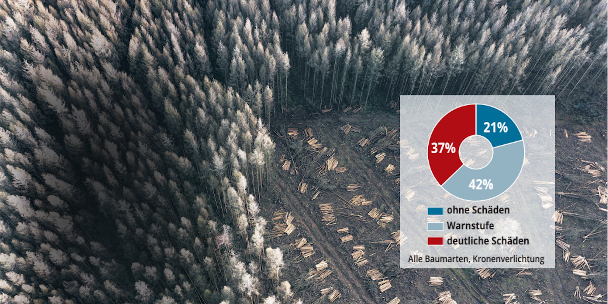 Stürme, Dürre und Borkenkäfer haben auch in NRW zu dramatischen Schäden in den Wäldern geführt.