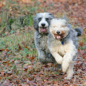 Freilaufende Hunde sind ein sehr schönes Bild – wenn sie frei im Wald laufen, ist der Ärger vorprogrammiert.