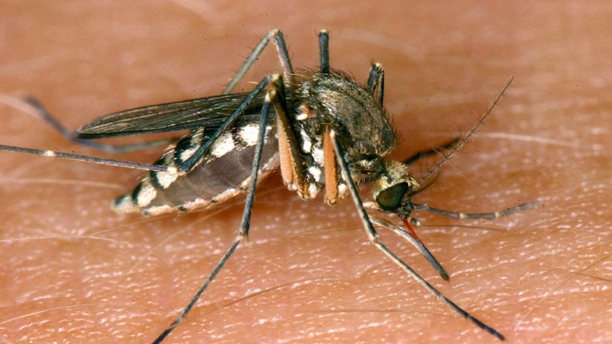 Nicht alle Menschen schmecken Mücken gleichlecker. Die Biester bevorzugen die Blutgruppe 0.
