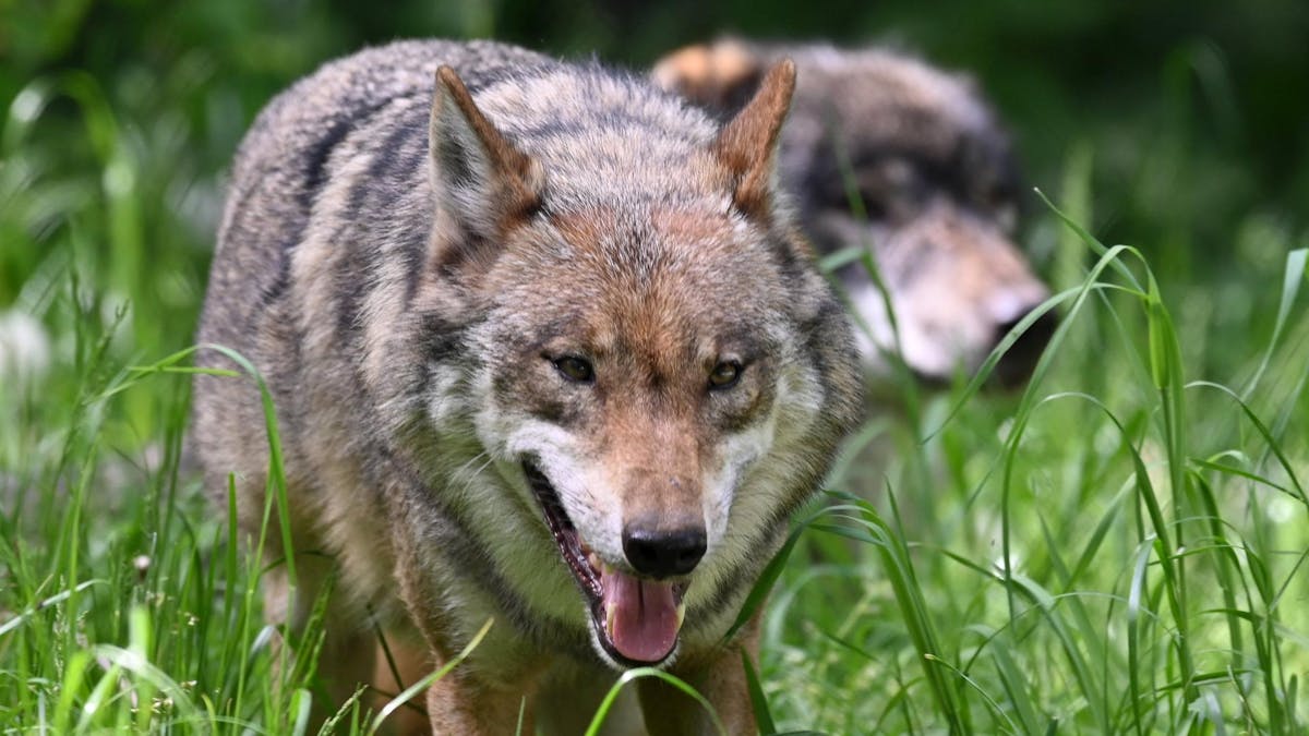 Zwei Wölfe streifen über Wiesen. Im Rhein-Sieg-Kreis sollen Herdenschutzhunde Schafe vor Wölfen bewachen.