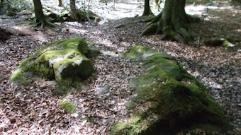 Naturdenkmal Teufelsteine im Hünxer Wald.
