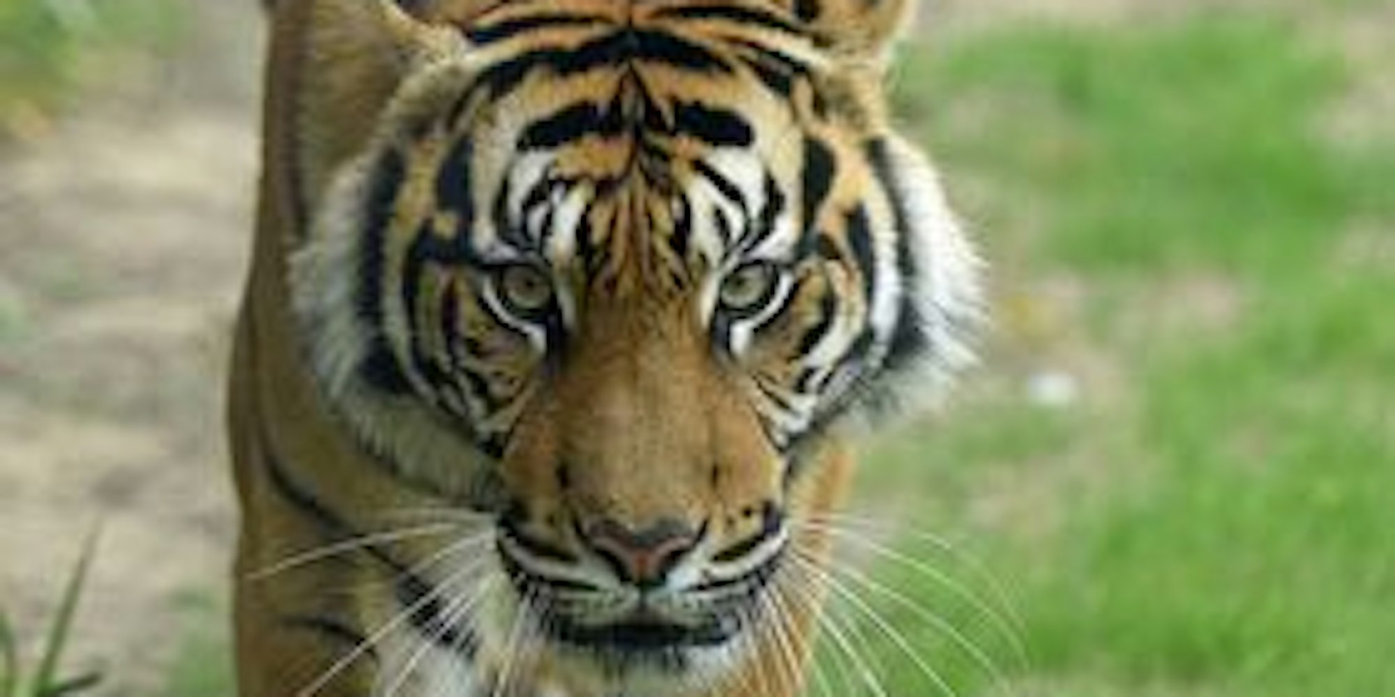 DÜ: Sumatra Tiger in Krefelder Zoo angekommen