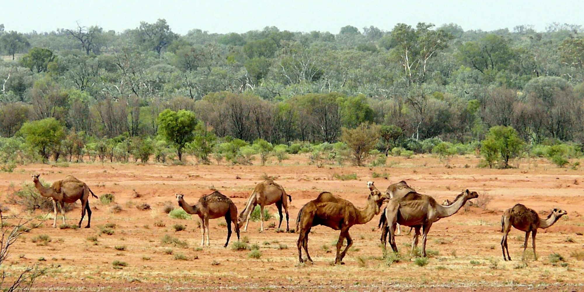 Kamele Australien