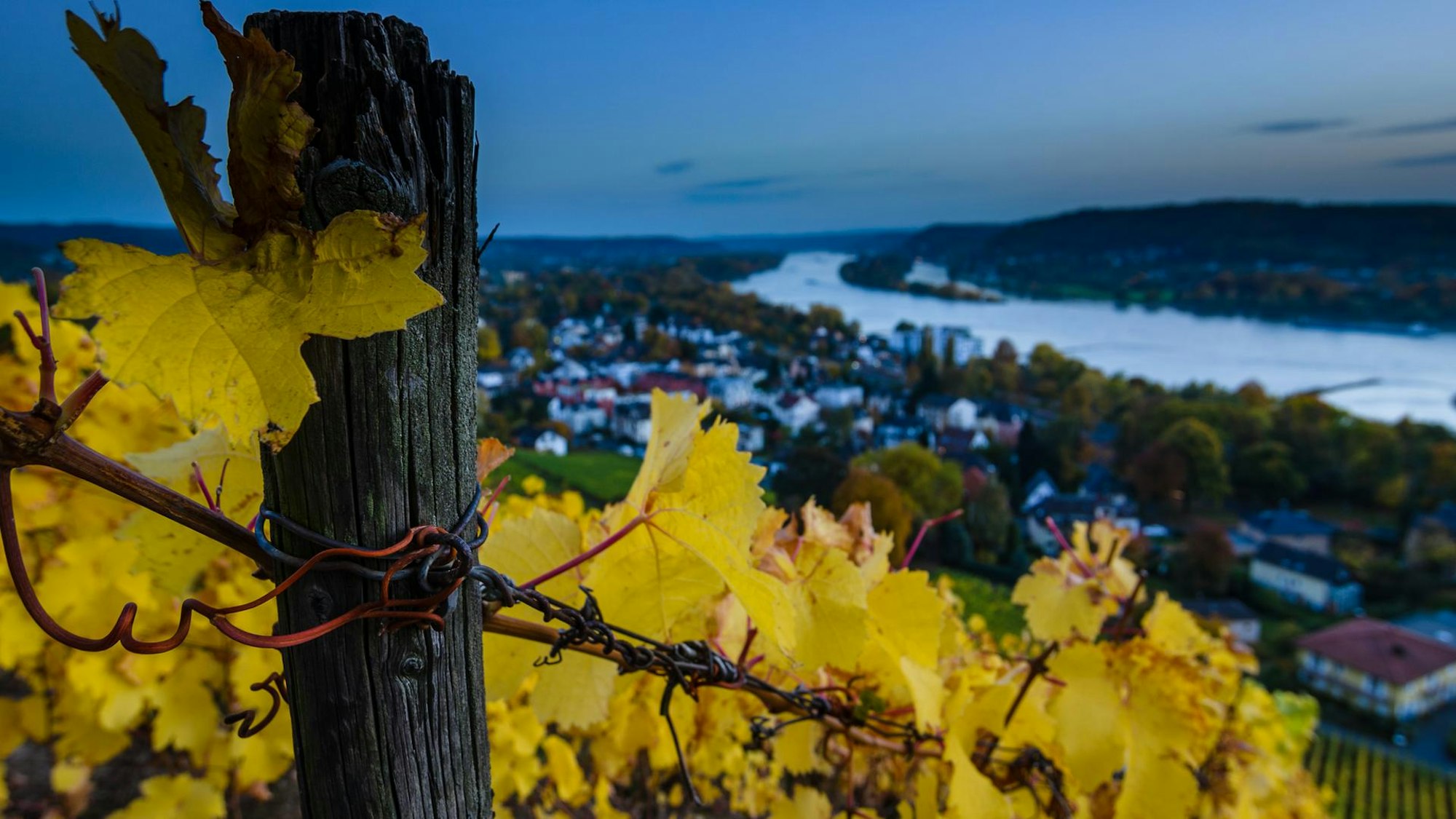 Weinreben an steilem Hang mit Blick auf den Rhein, Siebengebirge Königswinter
