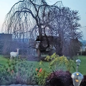 Kein Fabelwesen, sondern Realität: Der „weiße Hirsch“ von Scheuren taucht in Vorgärten auf.