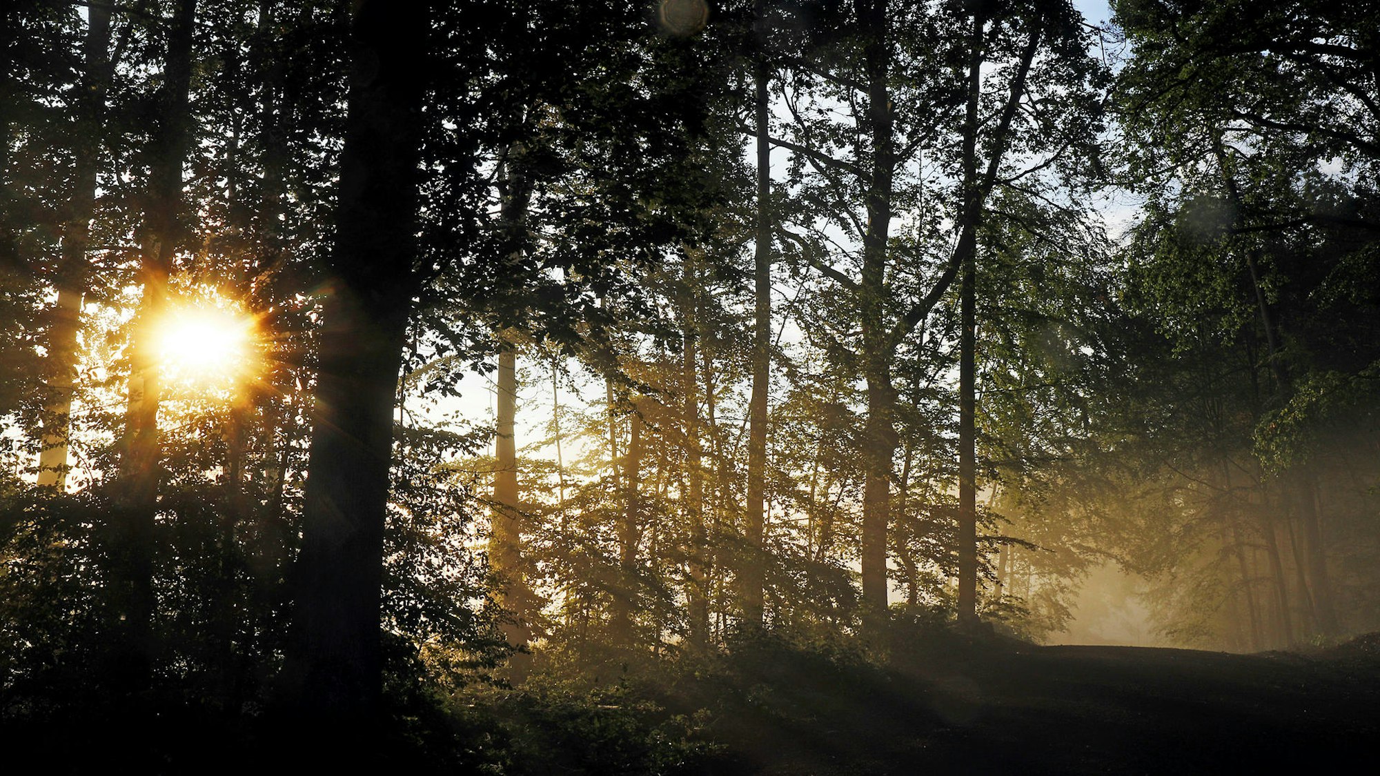 Ein Wald mit einem Sonnenaufgang, der durch die Bäume zu sehen ist.
