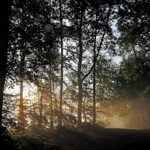 Wald_Sonnenaufgang