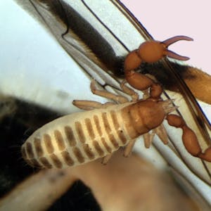 Sieht aus wie ein Skorpion, ist aber keiner: Forscher haben den seltenen Anthrenochernes stellae im Nationalpark Eifel gefunden.