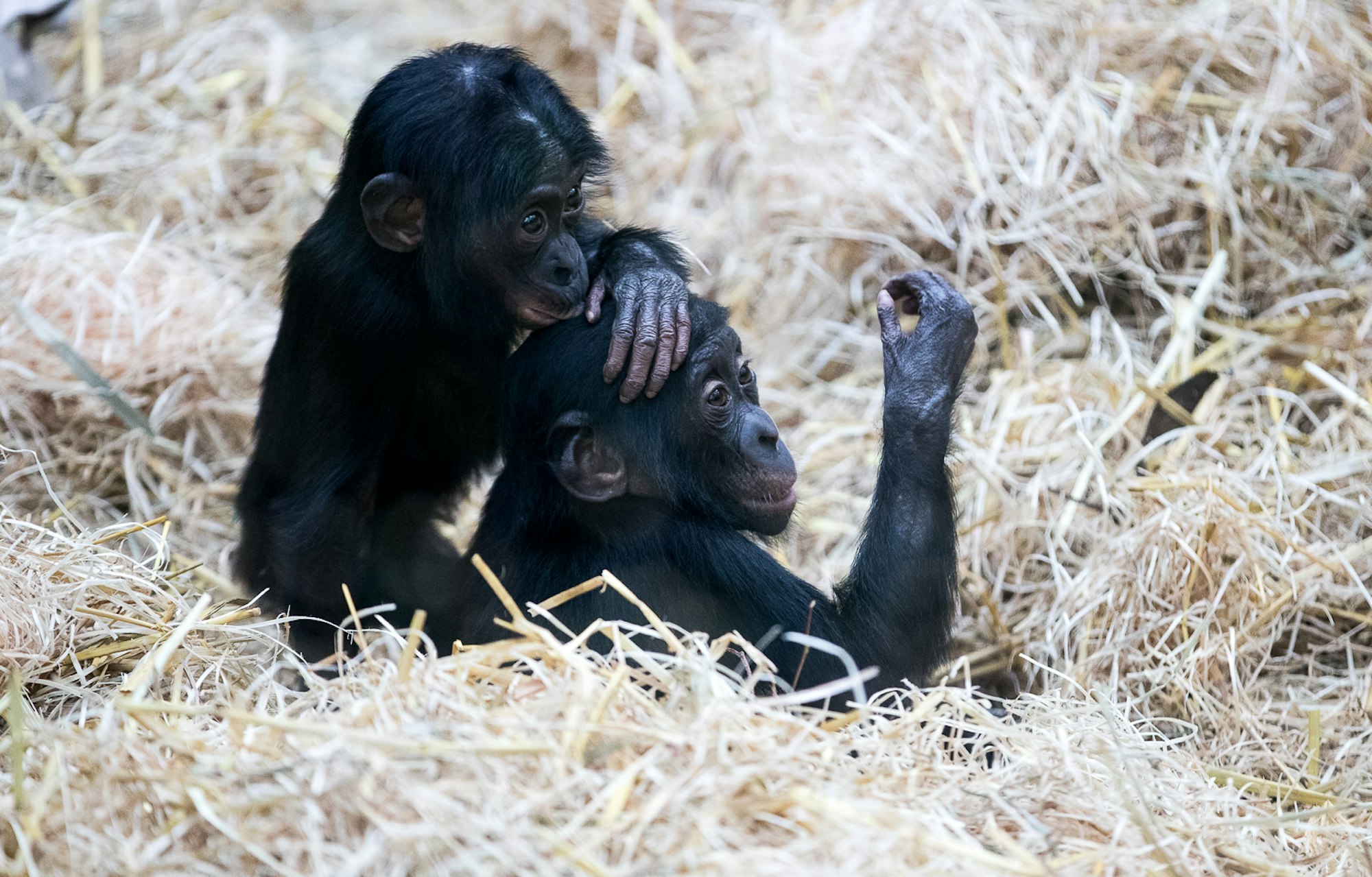 Bonobos-(c) Werner Scheurer-2758