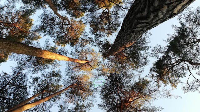 Den Wald vor lauter Bäumen nicht sehen: Dieses Bild symbolisiert für Ute Semrau ein Gefühl von Verwirrung und Hilflosigkeit.