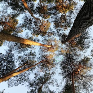 Den Wald vor lauter Bäumen nicht sehen: Dieses Bild symbolisiert für Ute Semrau ein Gefühl von Verwirrung und Hilflosigkeit.
