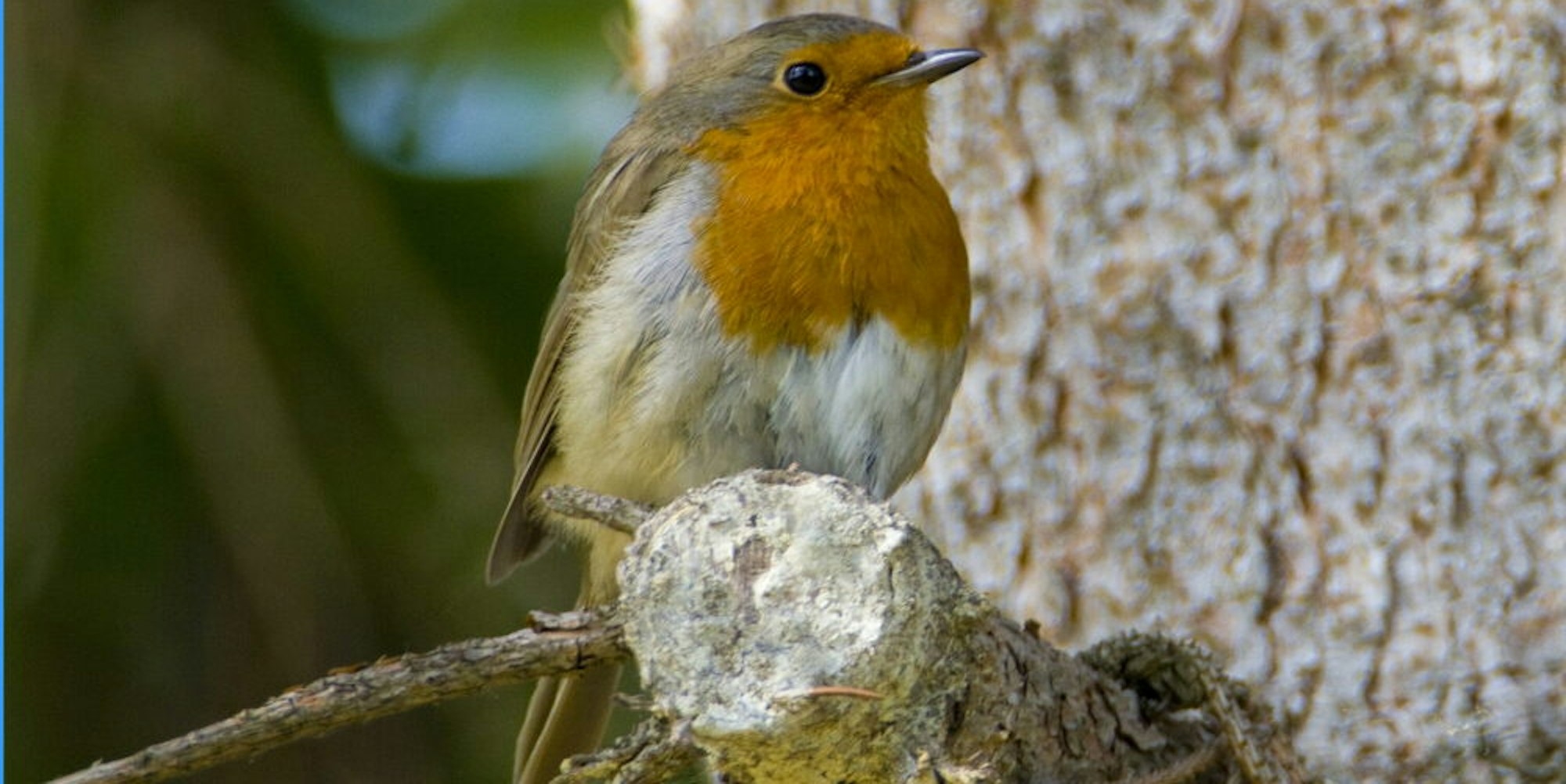 Heimische Arten wie das Rotkehlchen stehen im Mittelpunkt der Stunde der Wintervögel.