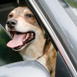 hund im auto