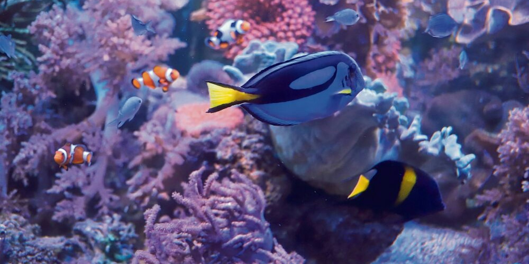 Seit 20 Jahren faszinieren die Korallen und bunten Fische im Aquarium die Besucher.