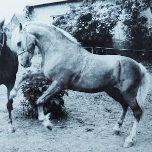 Mit dem vierjährigen Hengst Rex veränderte sich vor 44 Jahren das Leben von Ulla Jürgensonn. Heute reitet sie ein kleines schwarzes Pferd. Der Rappe heißt Rolling Diamond.