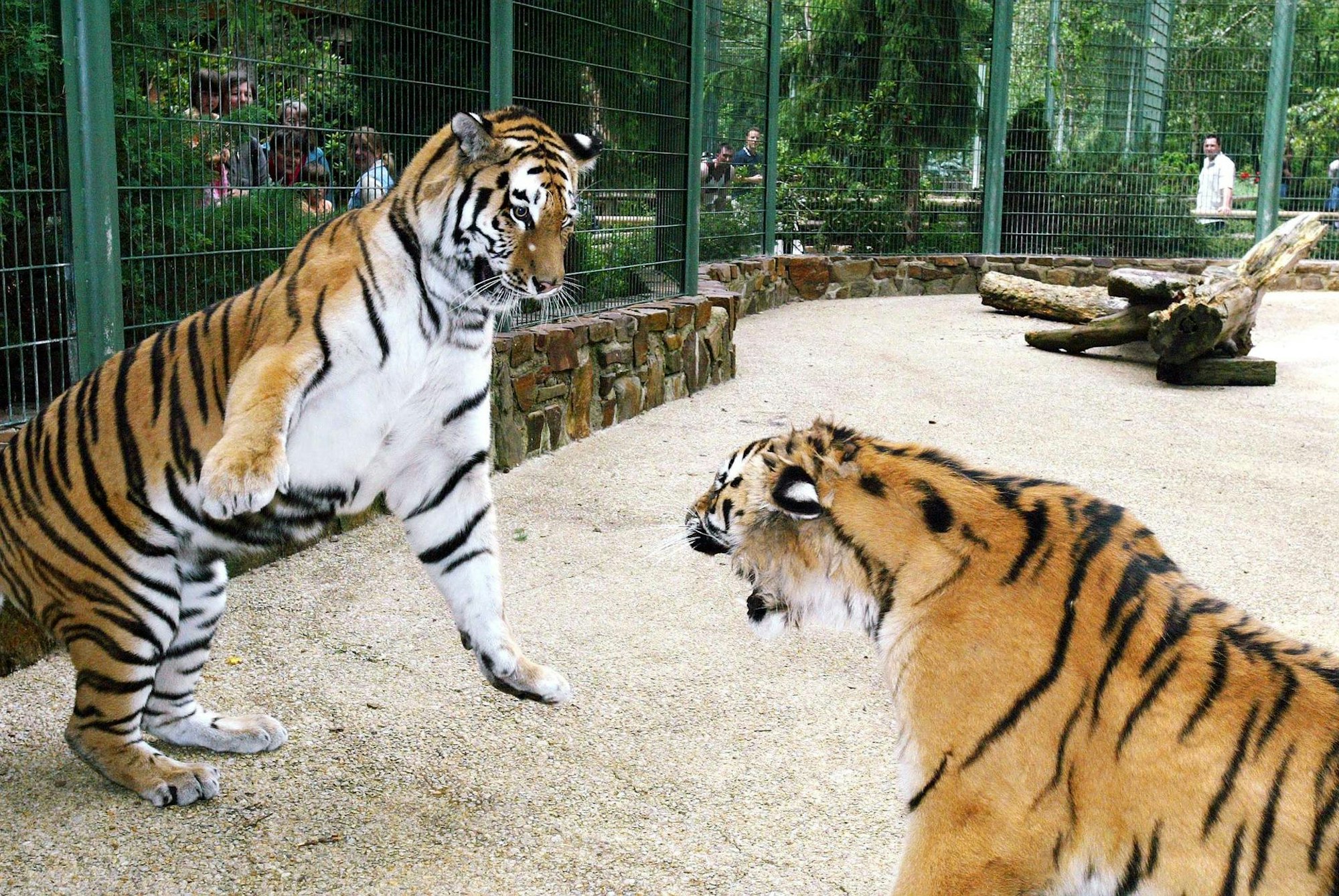 Tiger Zoo Lünebach