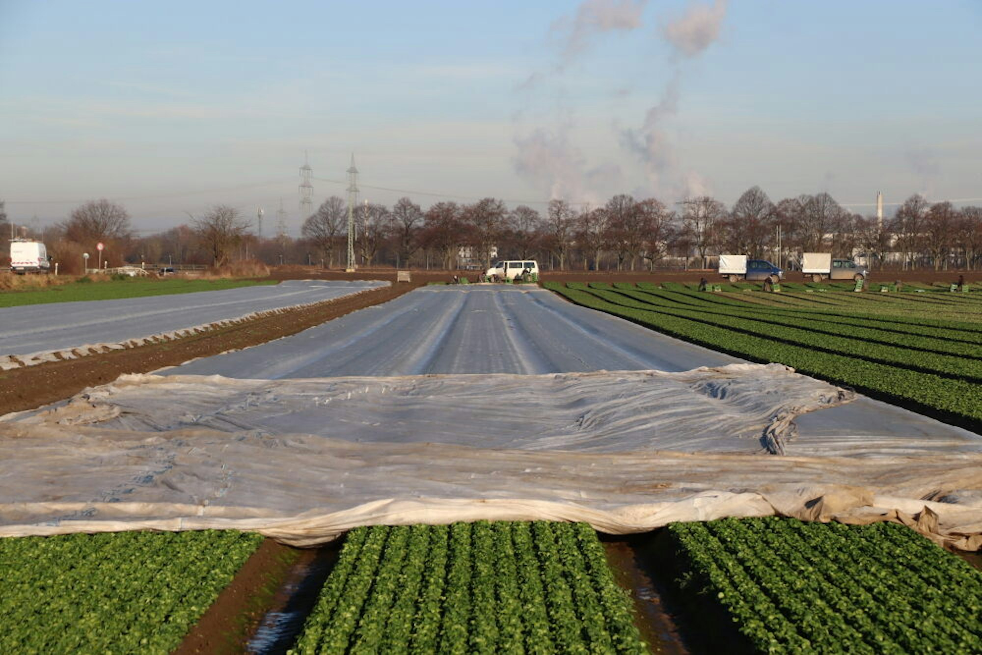Ein Landwirt hat seinen Feldsalat mit Vlies vor der Kälte geschützt.