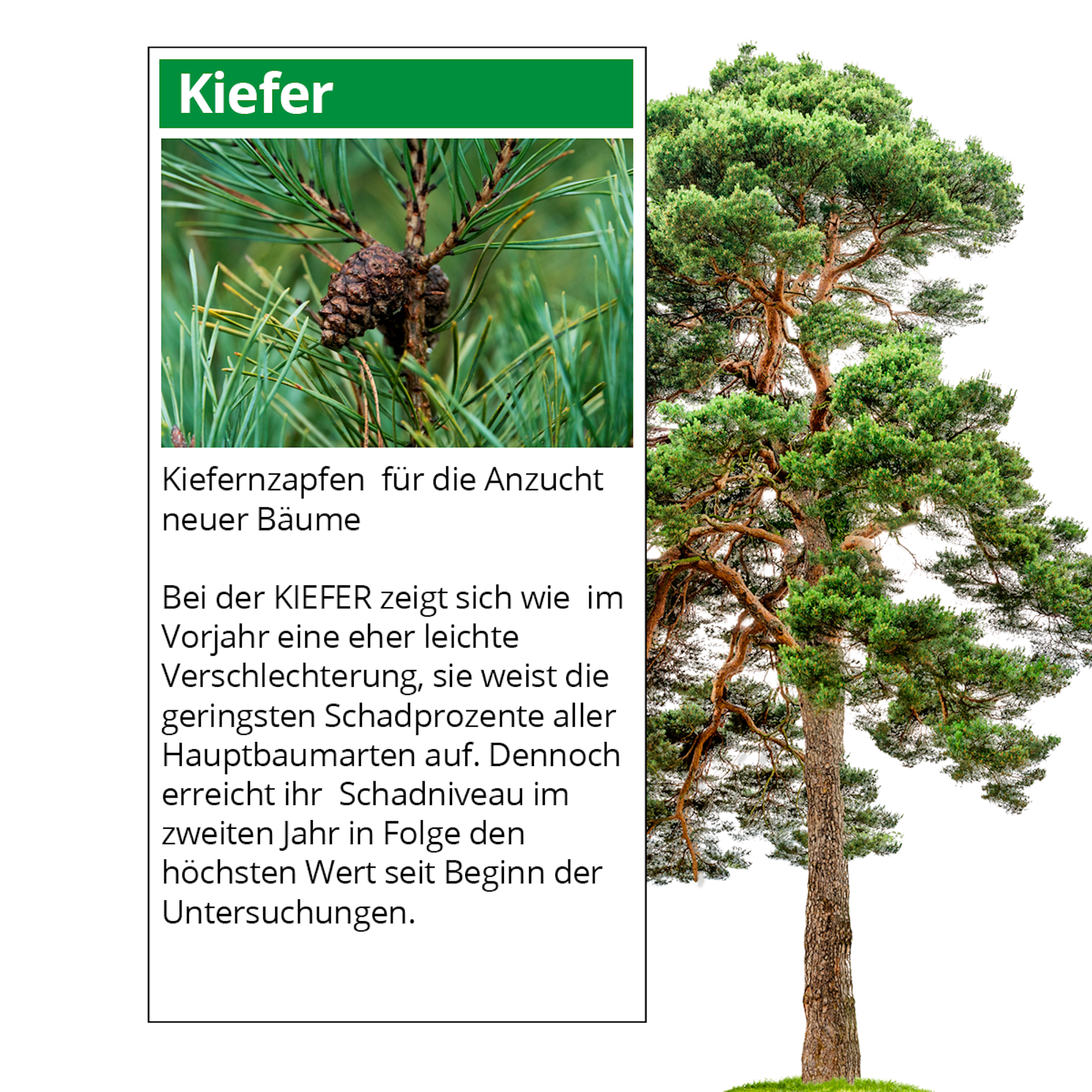 Waldserie-Online-Teil-1-Kiefer