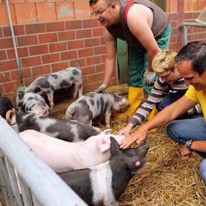 Die sind ja wirklich putzig: Arndt Kohn machte Bekanntschaft mit den süßen Ferkeln im Schweinestall.