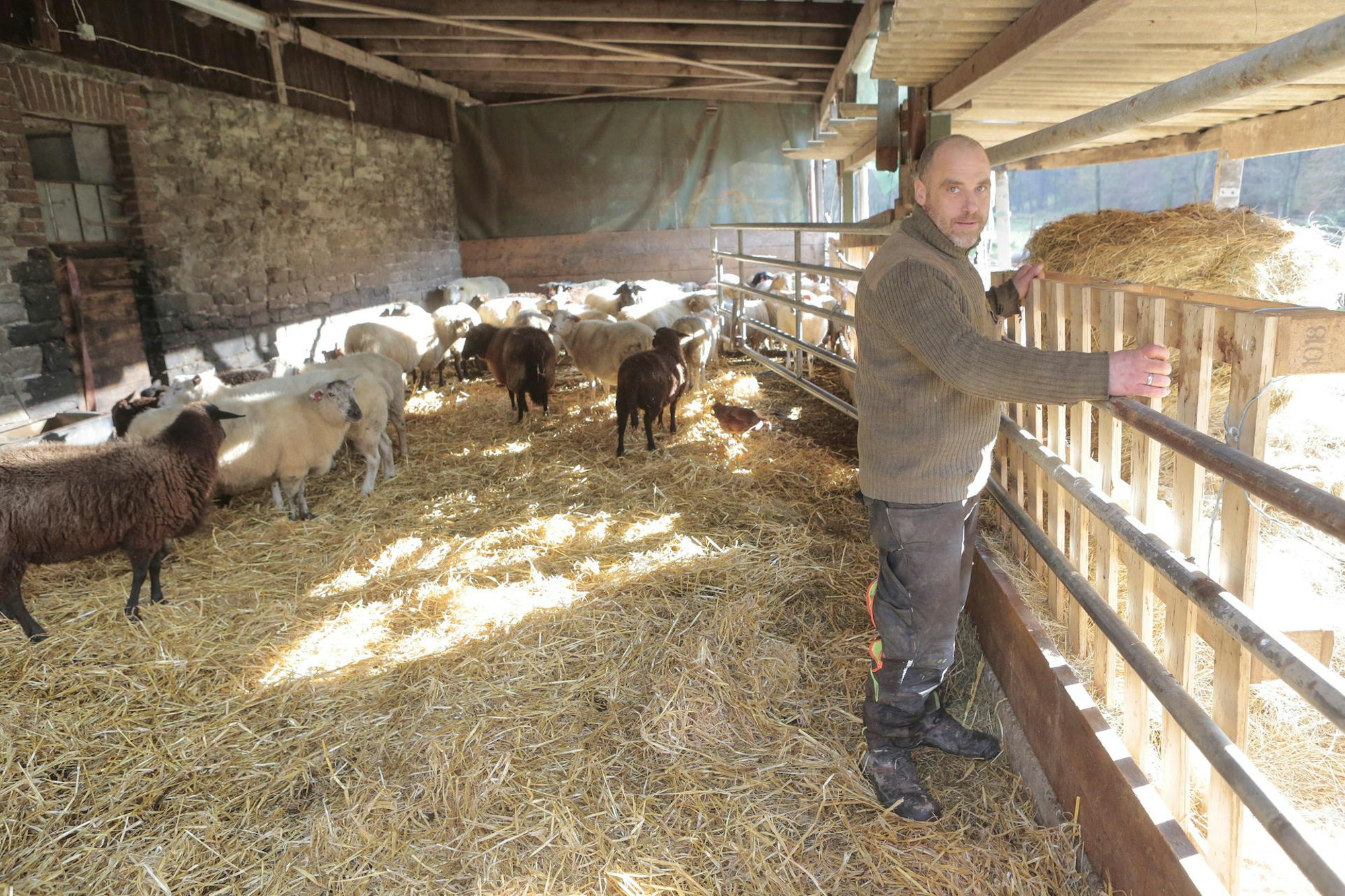 Der Lindlarer Schäfer Christian Förster will seine überlebenden Schafe vorerst im Stall lassen und diesen zusätzlich sichern.