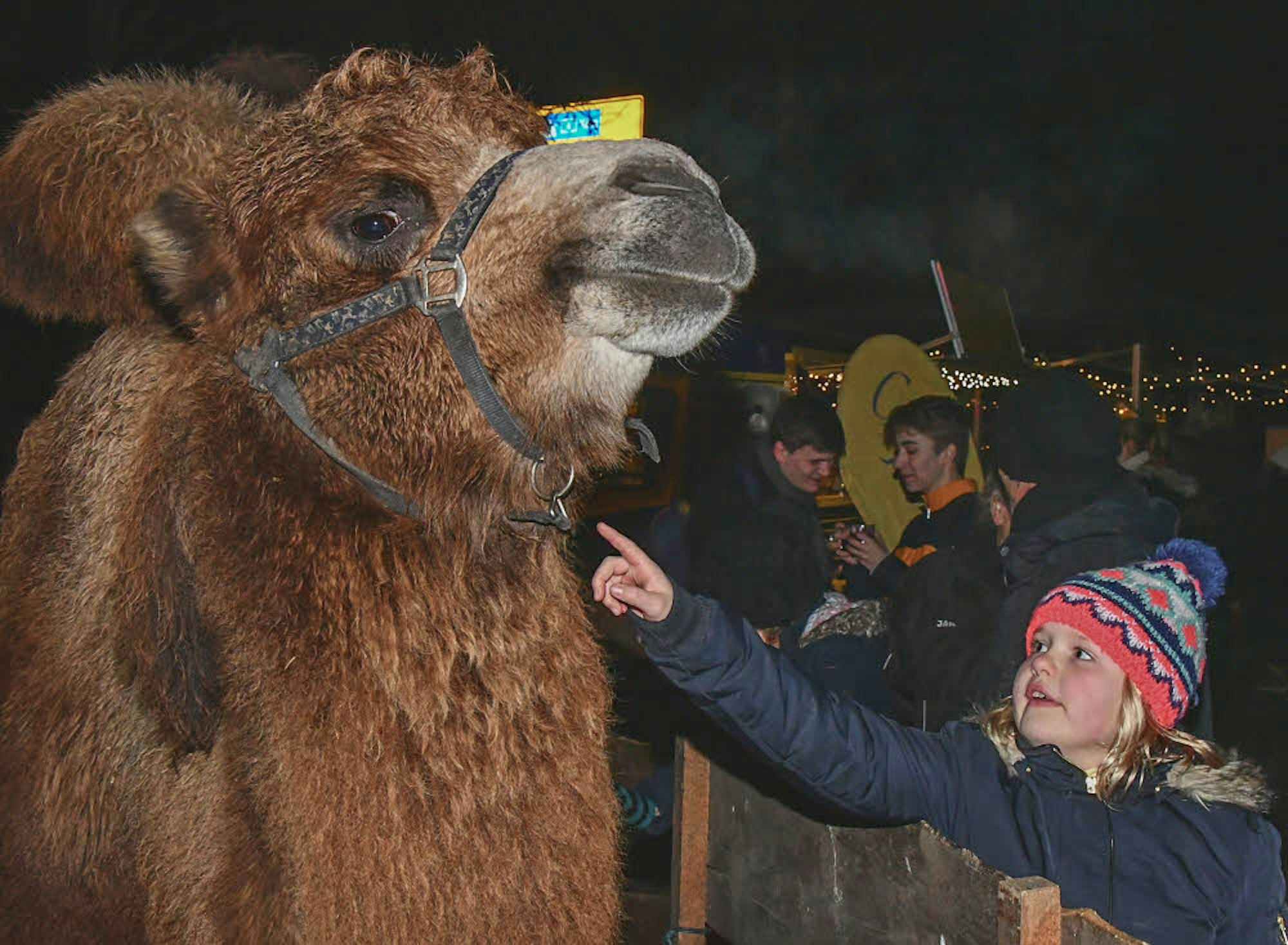 Kamel „Schmatzi“ war eine Atrraktion für die Kinder.