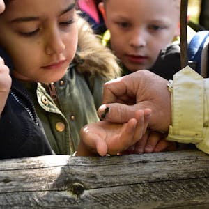 Einen Wandertag mit besonderen Naturerlebnissen wie krabbelnde Bienen erlebten Kinder am bundesweiten Wandertag.