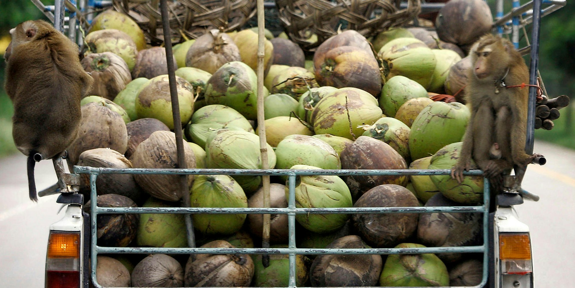 Thailand Affen Kokosnüsse