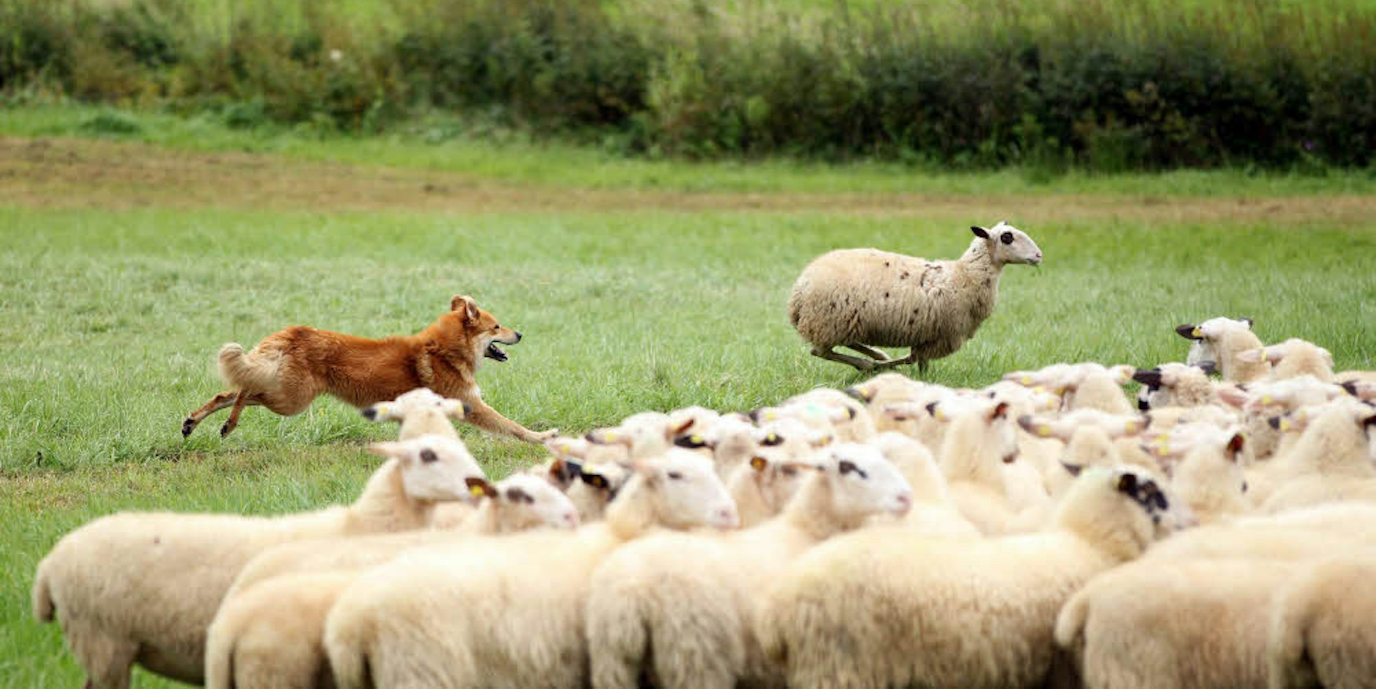 Auf das Zusammenspiel von Mensch, Hund und Schafen kommt es an. Macht ein Schaf mal nicht das, was es soll, fängt der geschulte Hütehund es wieder ein.