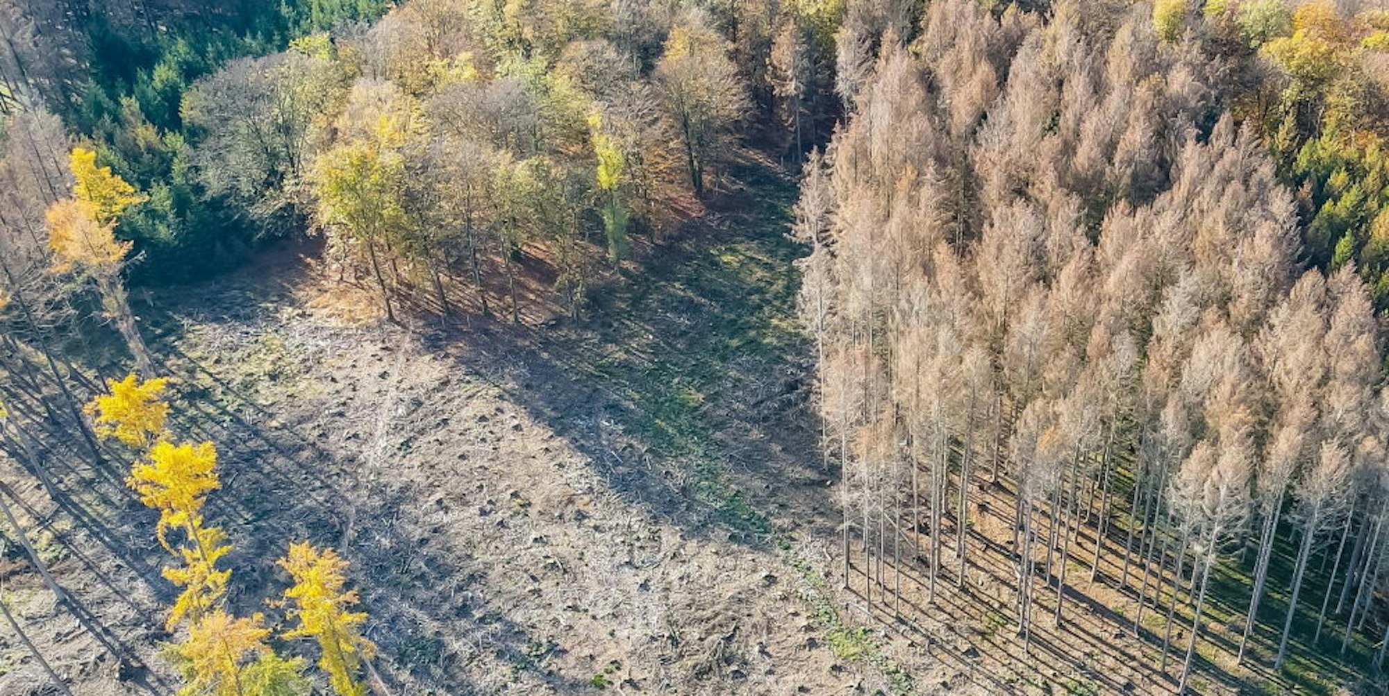Das Luftbild zeigt das Areal bei Siebenthurm, in der Nähe von Bengelshagen, wo aufgeforstet wurde.