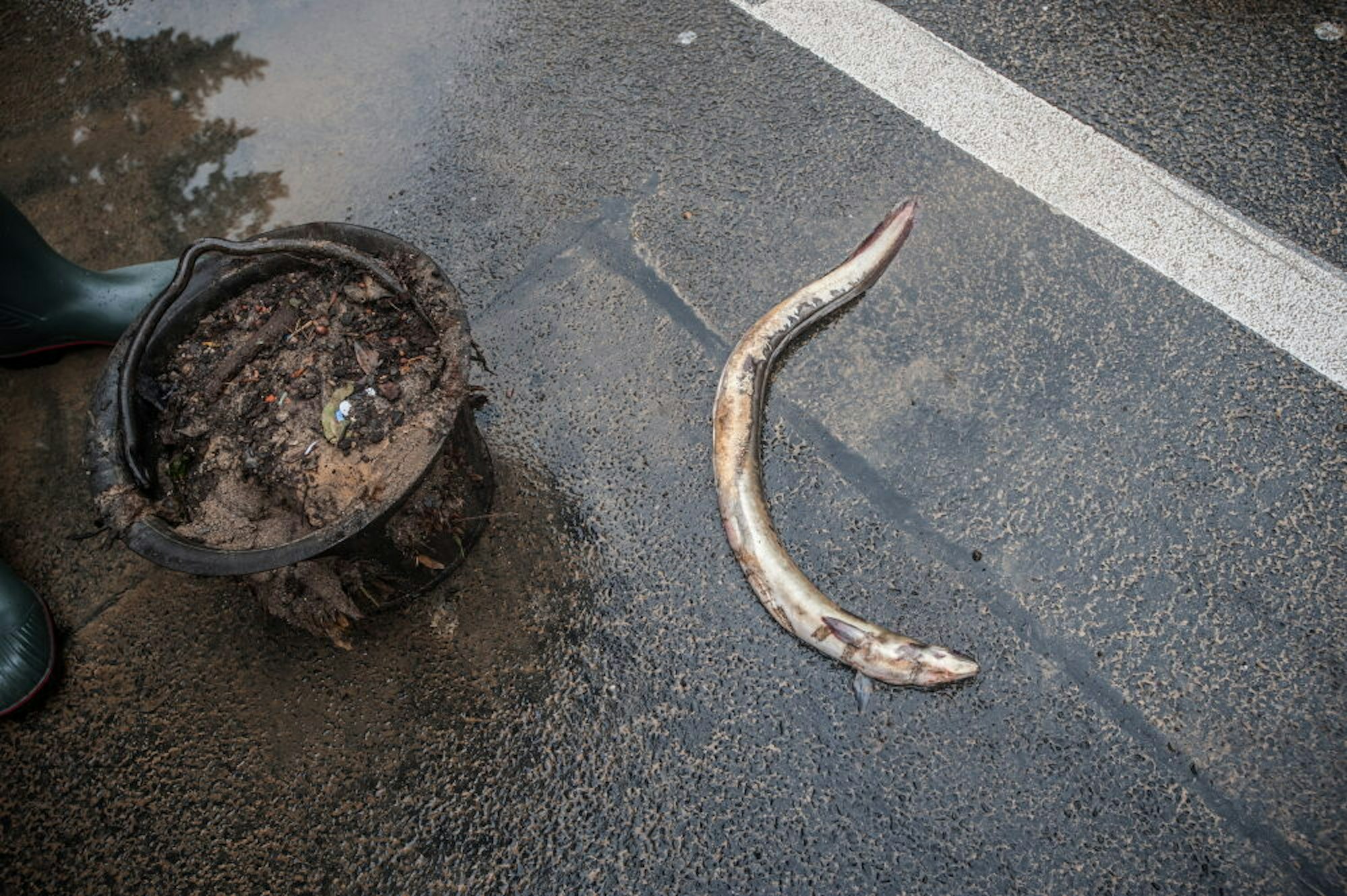Ein Aal überlebte den Ausflug in die Fußgängerzone nicht.
