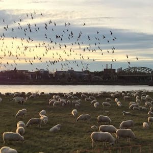 Poller Wiesen mit Schafen und Vögeln