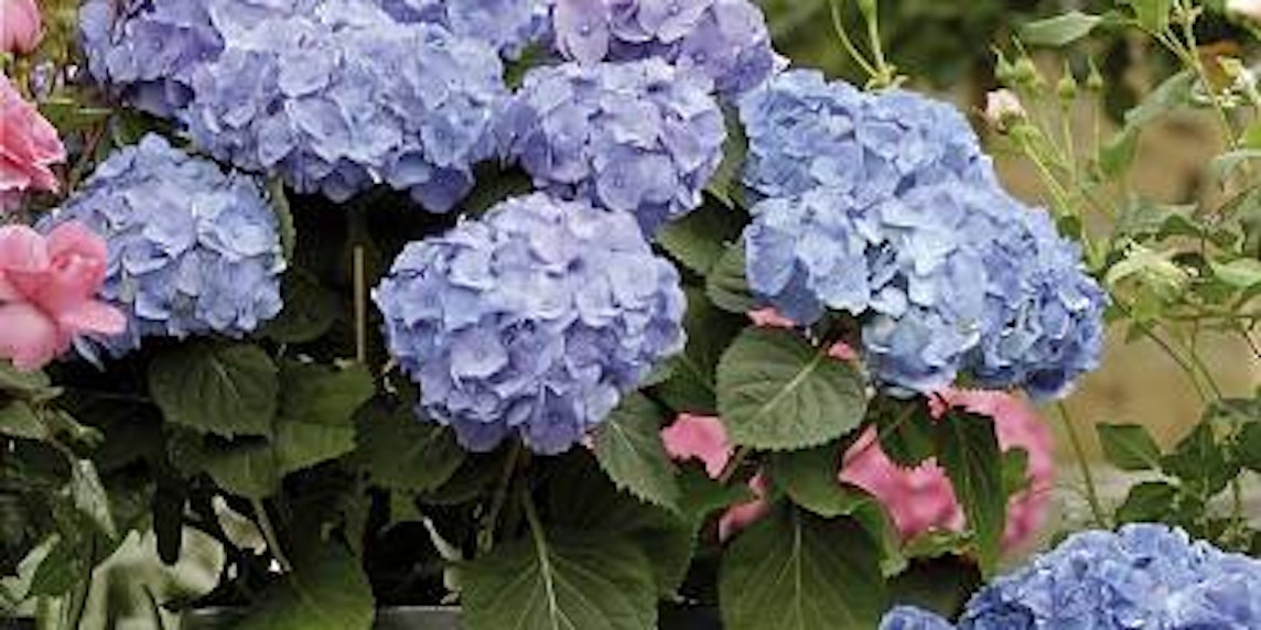 Alaunhaltiger Dünger erhält bei blauen Hortensien die Farbe. (Bild: cma)