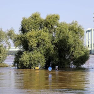 Am Rodenkirchener Ufer: Das Hochwasser ist noch da, aber der Pegel sinkt.