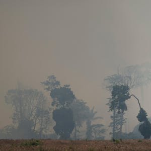 amazonas smok