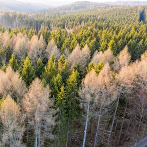 Tote Bäume nach Borkenkäferbefall im Taunus. Waldbauern fordern Staatshilfen.