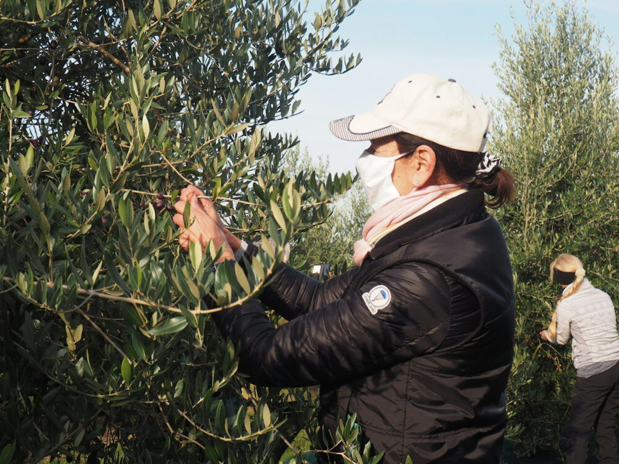 Viele fleißige Helfer haben die Oliven von 115 Bäumen gepflückt. „Ohne sie wäre es nicht möglich gewesen“, sagt Michael Becker.