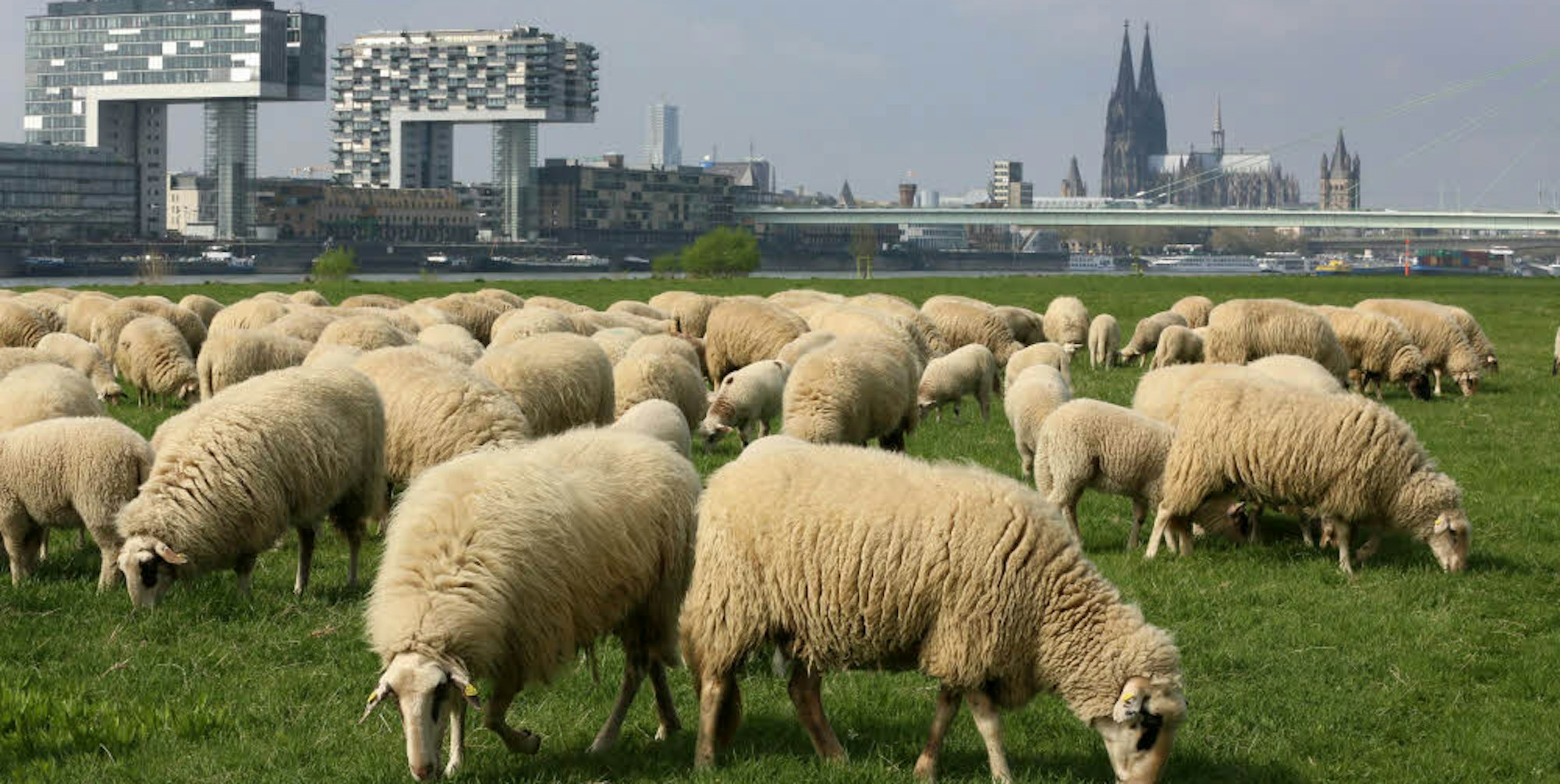 Schäfer Meier und seine Herde sind vom Bergischen Land nach Köln gezogen.