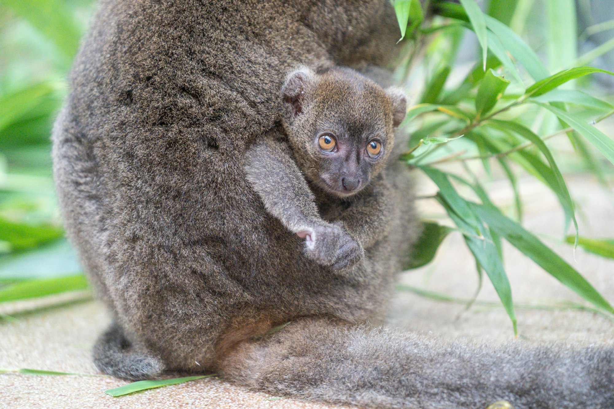 Lemur im Zoo geboren