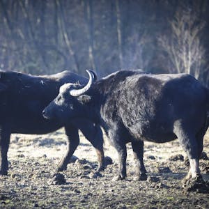 Ziehen bald in Dünnwald ein: Wasserbüffel sollen der „Verbuschung“ entgegenwirken.
