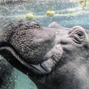 Die Riehler lieben ihren Zoo mit seinen Hippos.