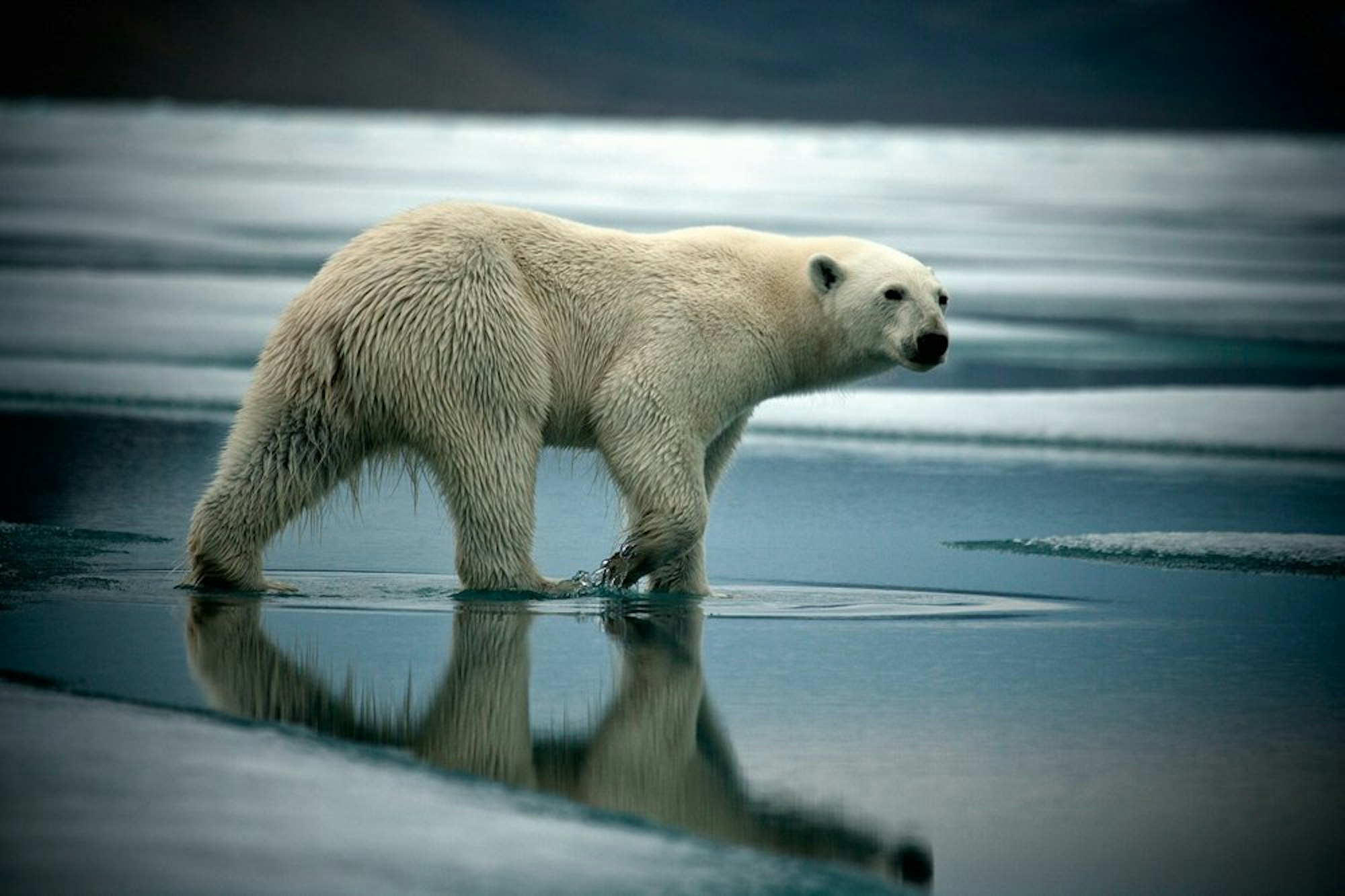 Längere Tauperioden verändern den Lebensraum und das Wanderverhalten der Eisbären. Ihre Rolle als traditionelle und geschätzte Beute der Inuit macht den Status der Bären als „bedrohte Art“ zum Streitfall.