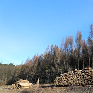 Für den raschen Ersatz toter Fichtenbestände durch eine vom Land geförderte neue Art des Mischwaldes setzt sich die Schutzgemeinschaft Deutscher Wald im Bergischen Land ein.