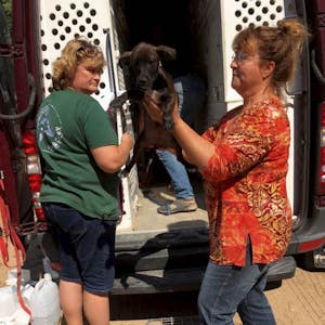 Die ehrenamtlichen Helfer tragen einen Hund aus dem Transporter, der gerade aus Spanien angekommen ist. Mehrere Tage hat die Reise für den Hund gedauert.