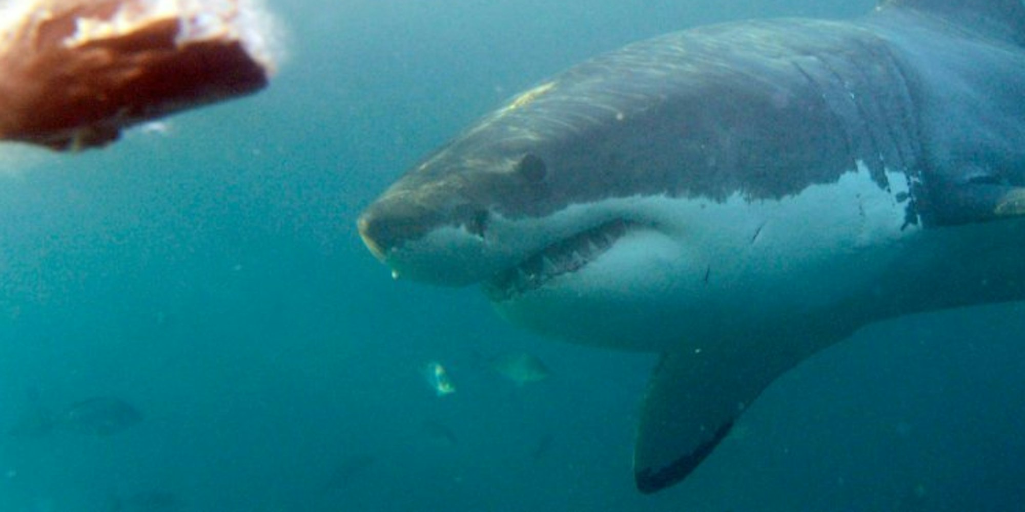 An bestimmten Stränden ist die Gefahr, einem Hai zu begegnen, besonders hoch.