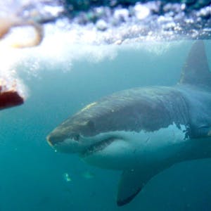An bestimmten Stränden ist die Gefahr, einem Hai zu begegnen, besonders hoch.