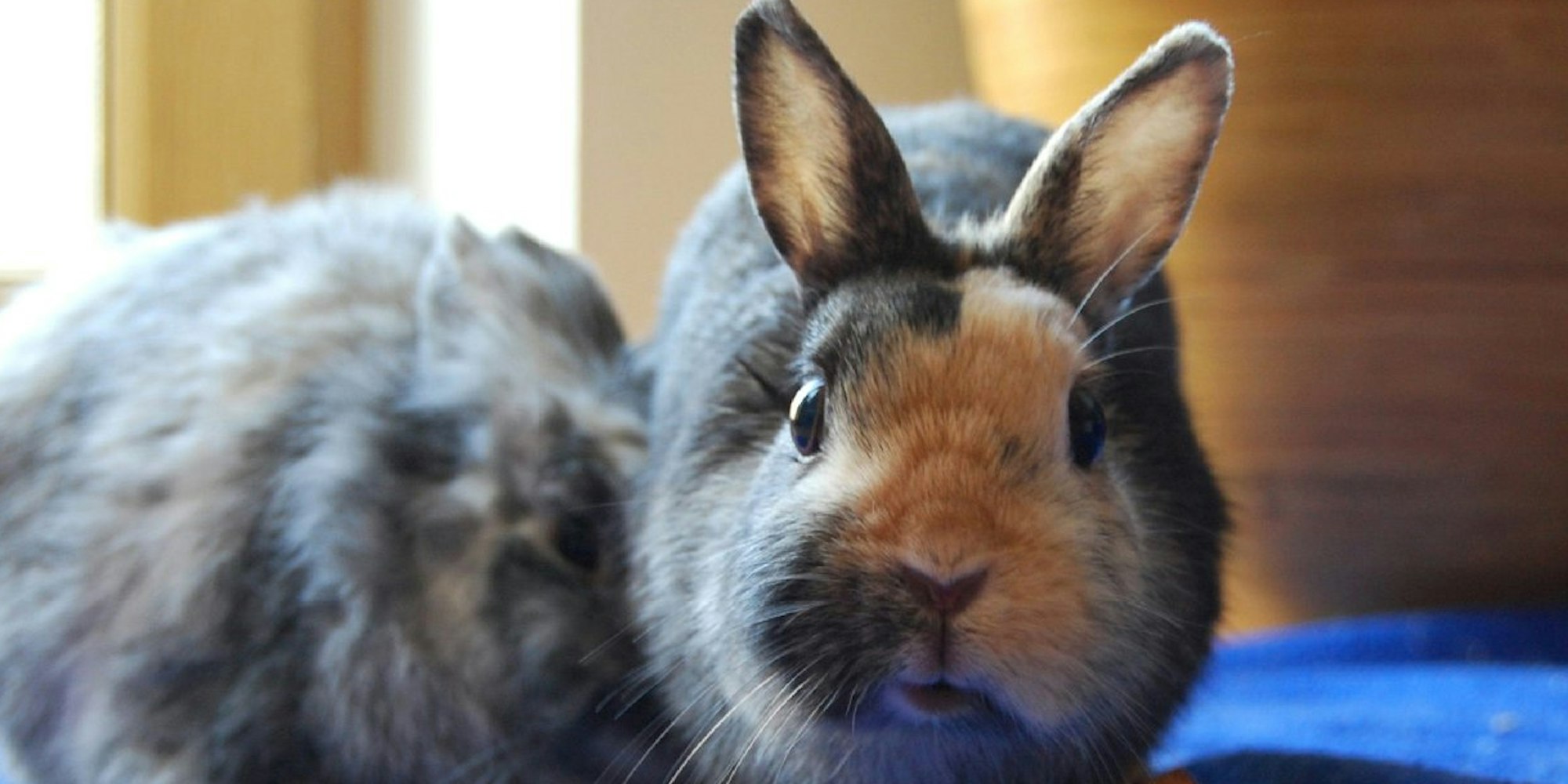 Kleine Tiere wie Kaninchen können auch ohne Mitsprache des Vermieters in der Wohnung gehalten werden.